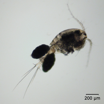 Eucyclops agilis