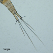 image6