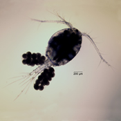 Homocyclops ater caudal ramus