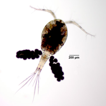 Macrocyclops albidus
