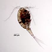 Macrocyclops albidus