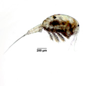 Macrocyclops albidus