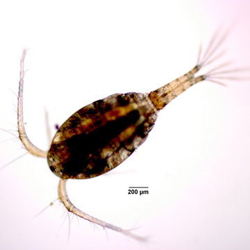 Macrocyclops fuscus
