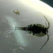 Macrocyclops fuscus