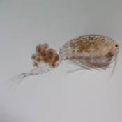 Mesocyclops edax