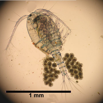 Mesocyclops edax