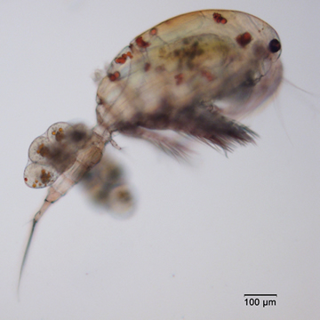 Orthocyclops modestus