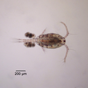 Orthocyclops modestus