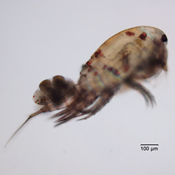 Orthocyclops modestus