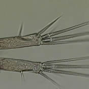 Orthocyclops modestus caudal ramus