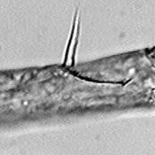 Orthocyclops modestus groove