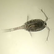 Orthocyclops modestus