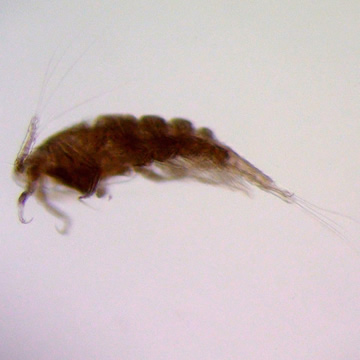 Ergasilus