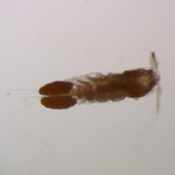 Ergasilus