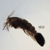 Ergasilus