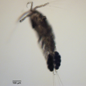Ergasilus