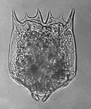 Brachionus bidentata