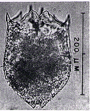 Brachionus Rubens