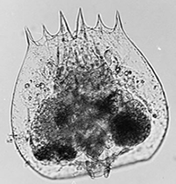 Brachionus urceolaris