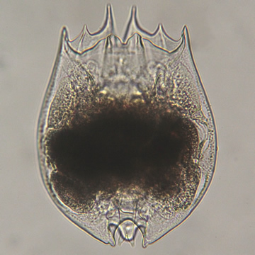 Brachionus variabilis