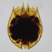 Brachionus variabilis