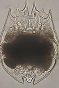 Brachionus variabilis