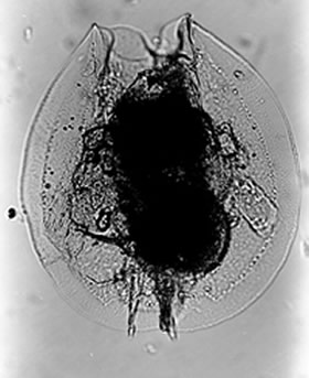 Euchlanis pellucida