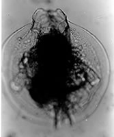 Euchlanis pellucida