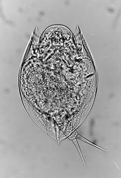 Lepadella acuminata