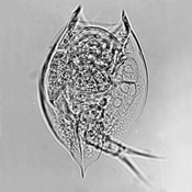 Lepadella acuminata
