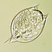 Lepadella acuminata