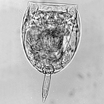 Monostyla copeis