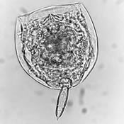 Monostyla copeis