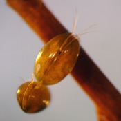 Ostracoda