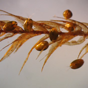 Ostracoda