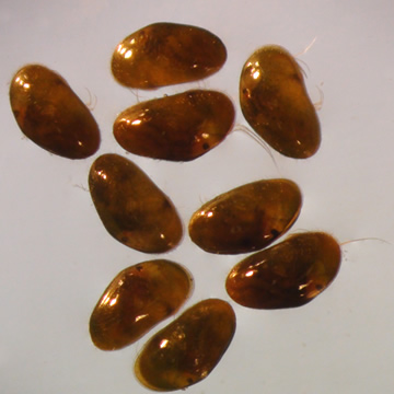 Ostracoda