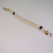 Chaoborus albipes
