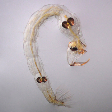 Chaoborus albipes