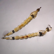 Chaoborus americanus