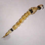 Chaoborus americanus