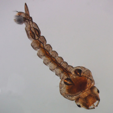Mochlonyx