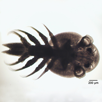 Argulus