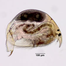 Alona bicolor