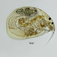 Alona rustica