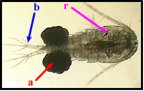 Example of Rollover Images
