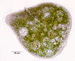 Description: Description: F:\unicells\non_flagellated\ZOOCHLORELLA\Zoochlorella_05_106x87_carol_elliott_zoochlorella, many vacuoles.jpg