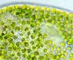 Description: Description: F:\unicells\non_flagellated\ZOOCHLORELLA\zoochlorella_02_106x87_wim_von_egmond_microscopy-uk.org.uk.jpg