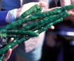 Description: Description: F:\unicells\non_flagellated\ZOOCHLORELLA\zoochlorella_03__106x87_Baikal sponge_aslo.org_photopost.jpg