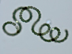 anabaena