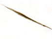 aphan